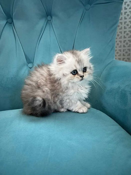 продается котенок Британский длинношерстный