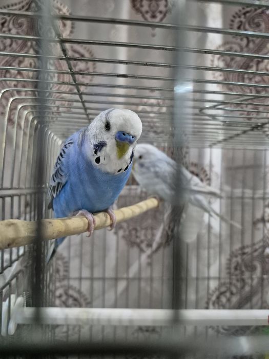 Продам волнистиков