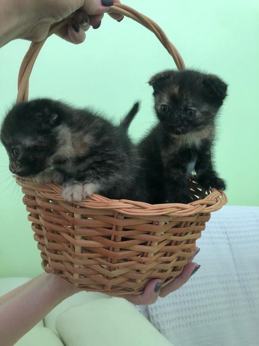Котята в ответственные руки