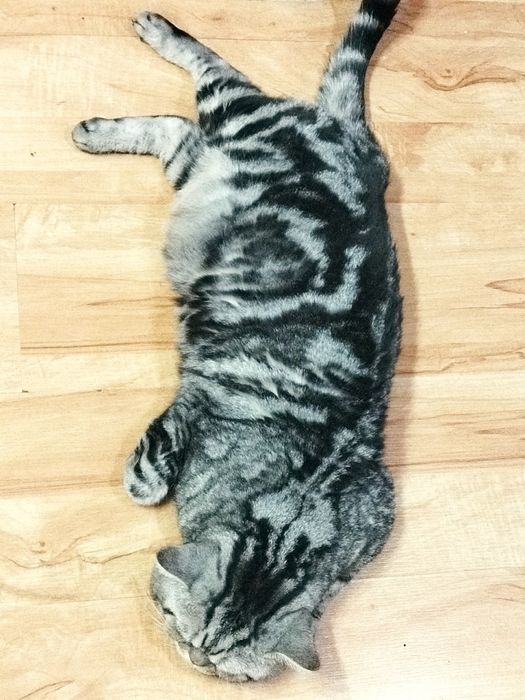 Вязка Британский красавчик