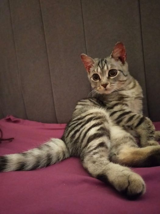 Отдам Котенка в хорошие руки