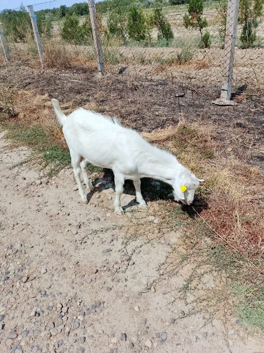 Продается козлик