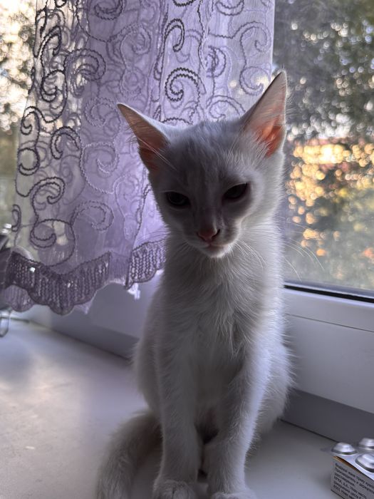Отдам котёнка в добрые руки
