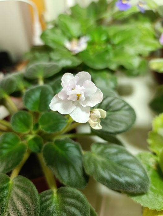 Белая махровая фиалка