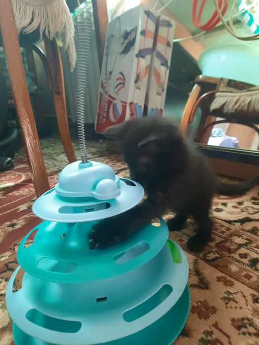 Отдам котенка девочка