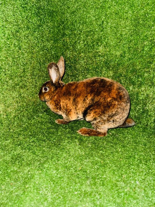 Кролик рекс разных окрасов