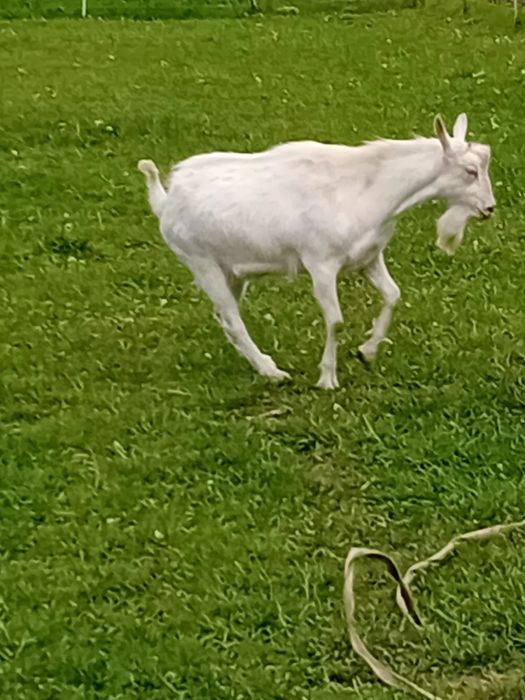 Vând țap sannen de un an