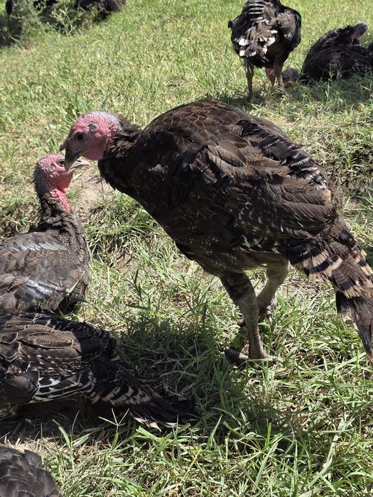 Индюк  . Индюшата . Күркетауық  .