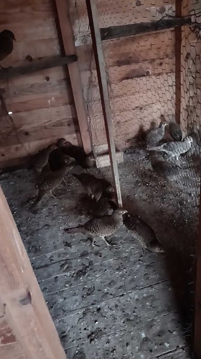 Vand fazani aurii pe roșu