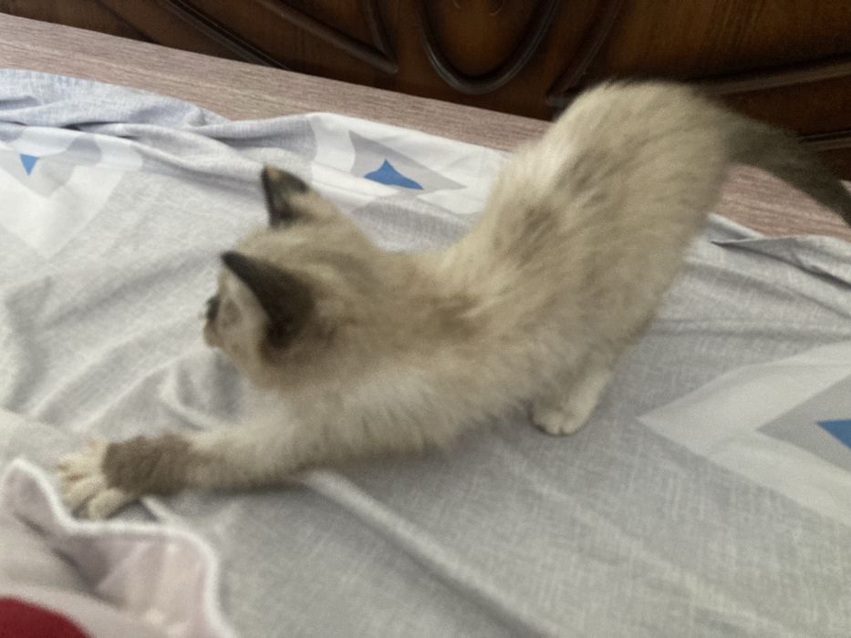 Кошка сиамская