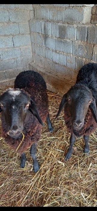 Кора кочкорлар сотилади