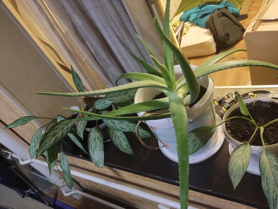 Алоэ очень красивая почти 9 лет