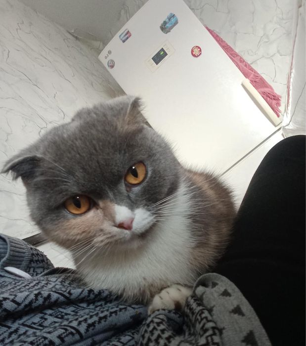 Кошка отдадим в хорошие руки