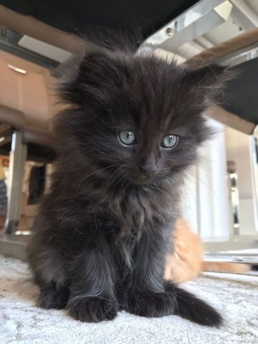 British Longhair