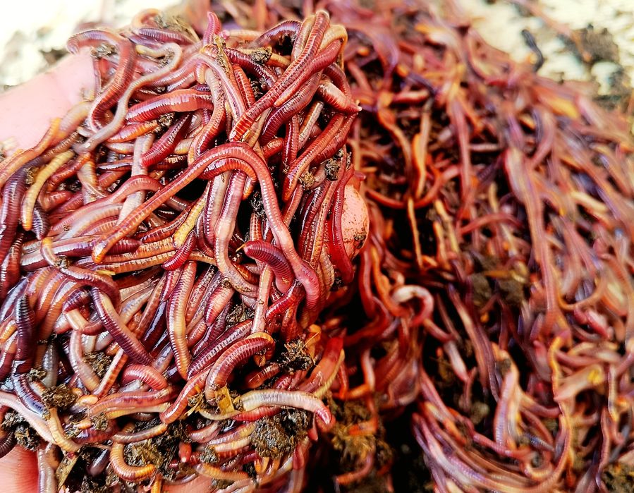 Kaliforniya qizil chuvalchang. Калифорния қзил чувалчанги. OPTIM NARXL