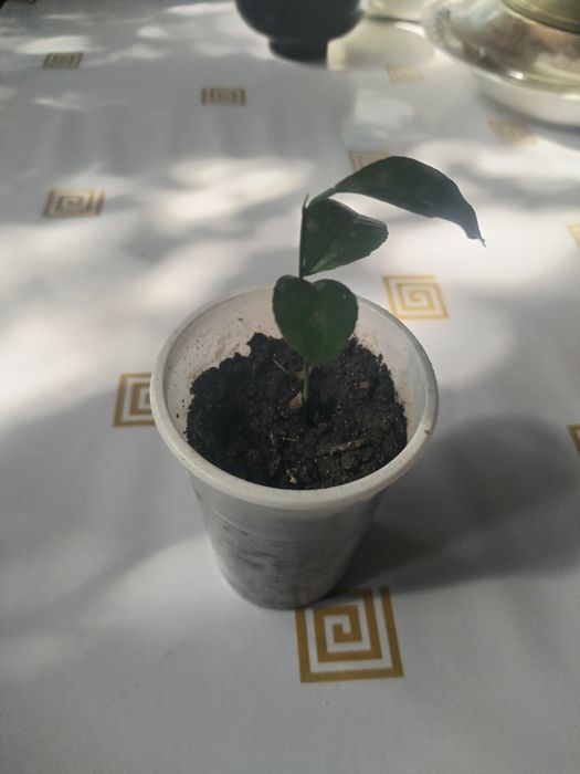 Продам саженцы мандаринов
