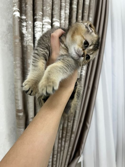 Кошка шотландский вислоухая