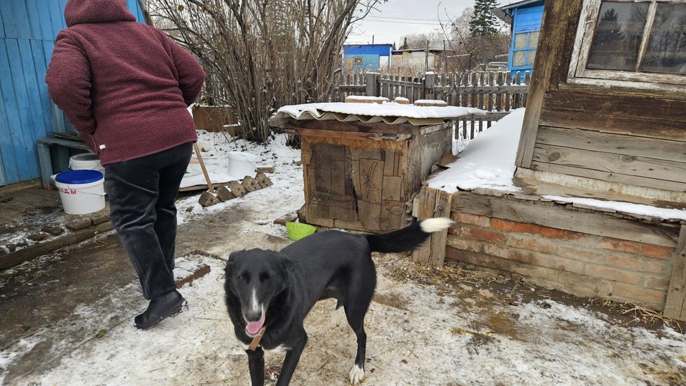 Отдам собаку  в добрые руки