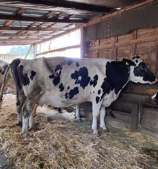 Vaci Holstein de vânzare