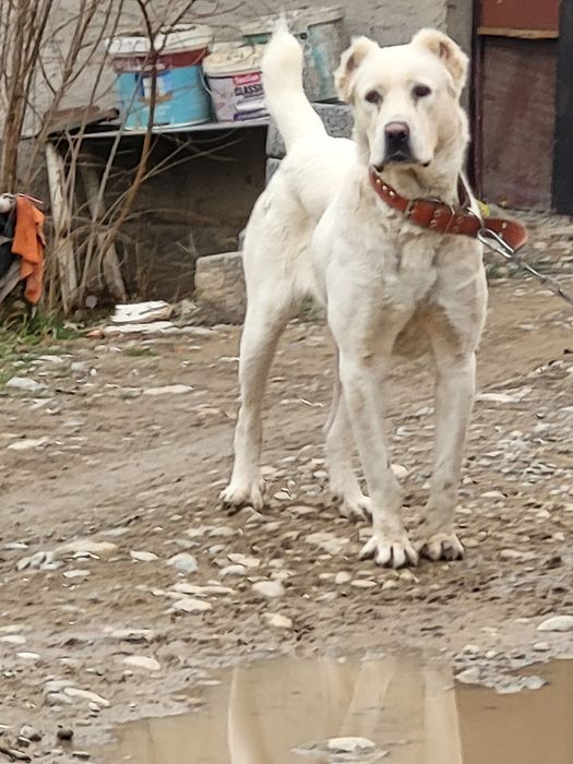 Қазақы төбет 4 жаста