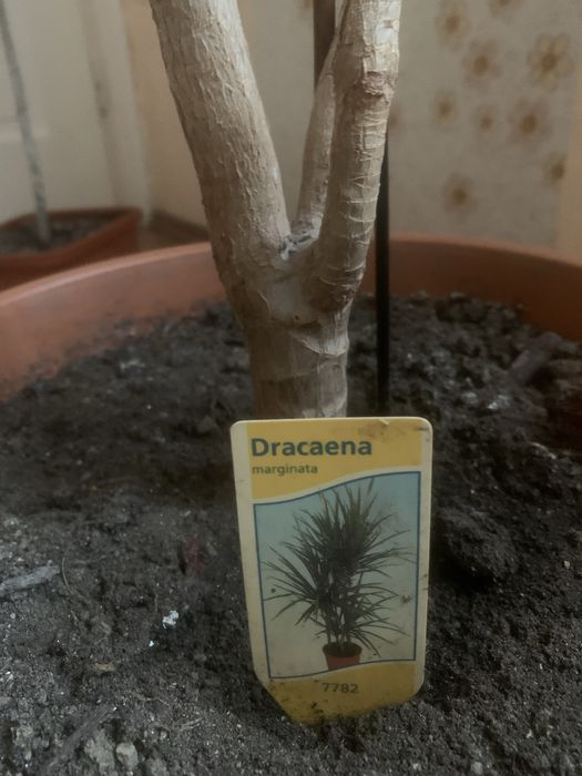 Floare Dracaena ,ghiveci