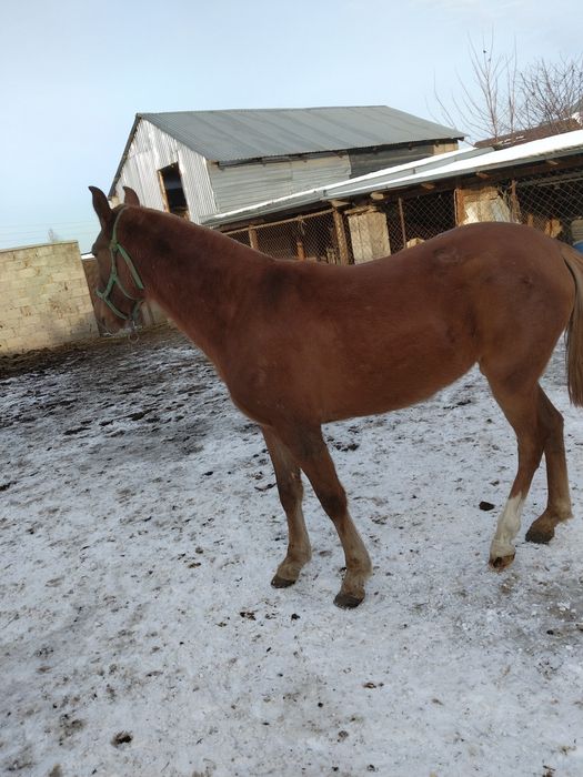 2 жасар байтал сатылады