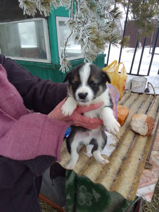 Щенок в любящие руки бесплатно