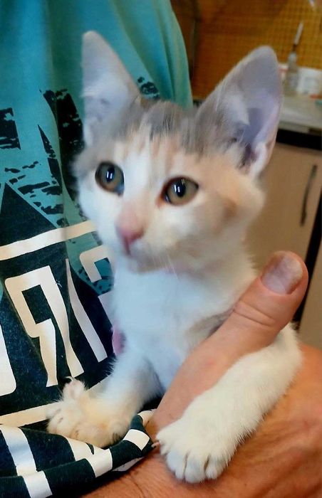 Очарователно домашне момиченце  търси любящ дом