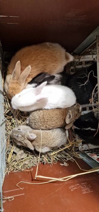 Iepuroaica si 7  pui Hycole si Panon