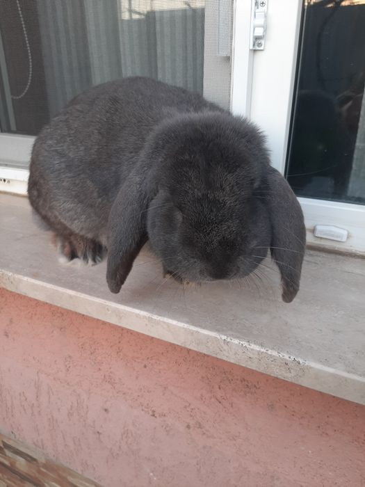 Epure rasă berbec detali la telefon sa schinb cu epurosică