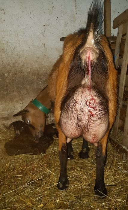 Iedute alpin francez