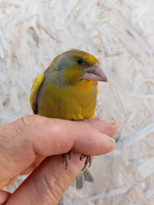 Продам выдержанную птицу