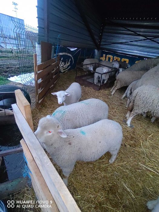 Продавам  агнета