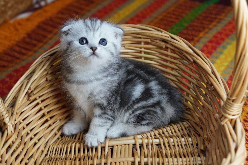 Милые шотландские  котятки