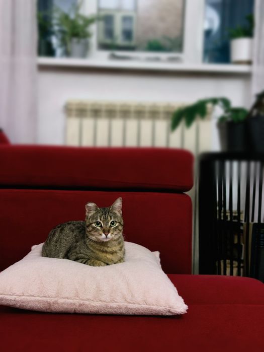 Кошечка ищет маму и папу