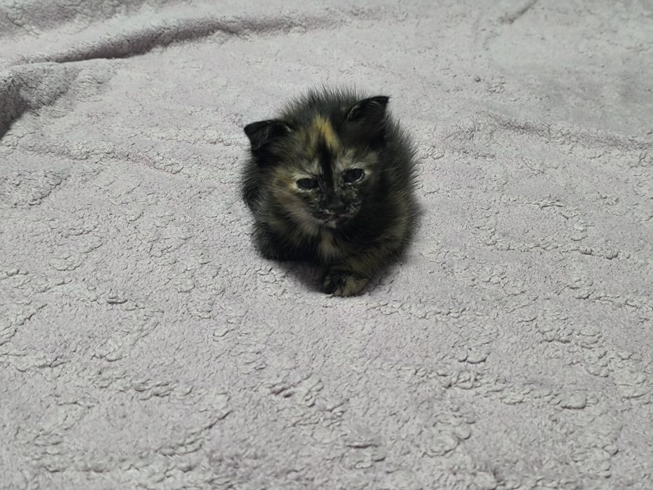 Котята даром в хорошие