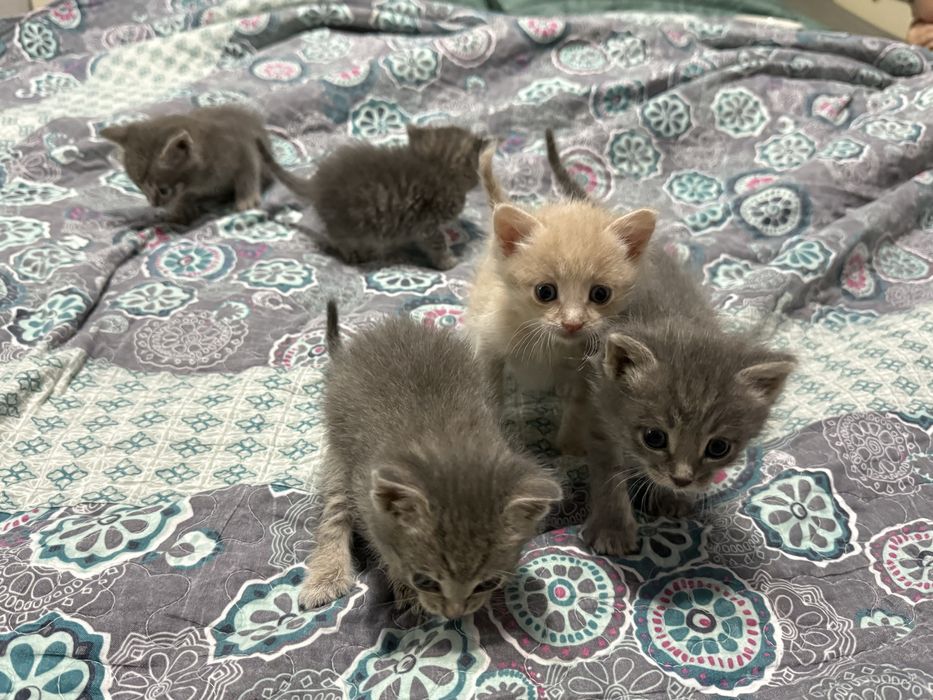 Отдам котят в добрые руки