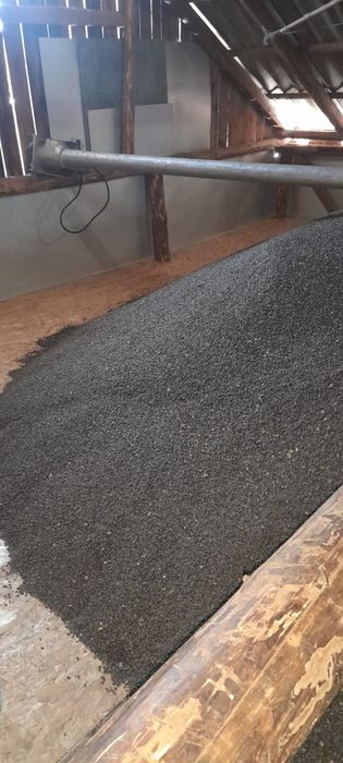 Vând Floarea Soarelui