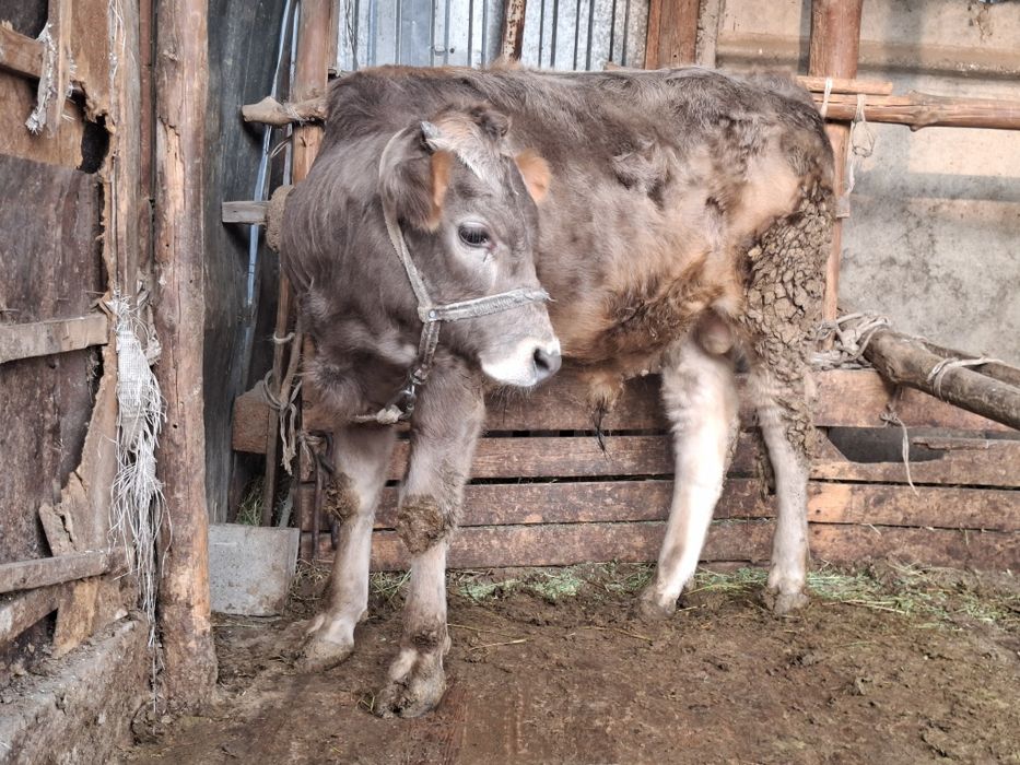 1 жасар бука 1летний бык