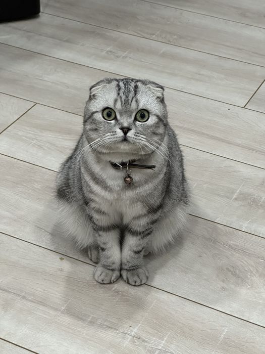 Mushuk Scottish fold