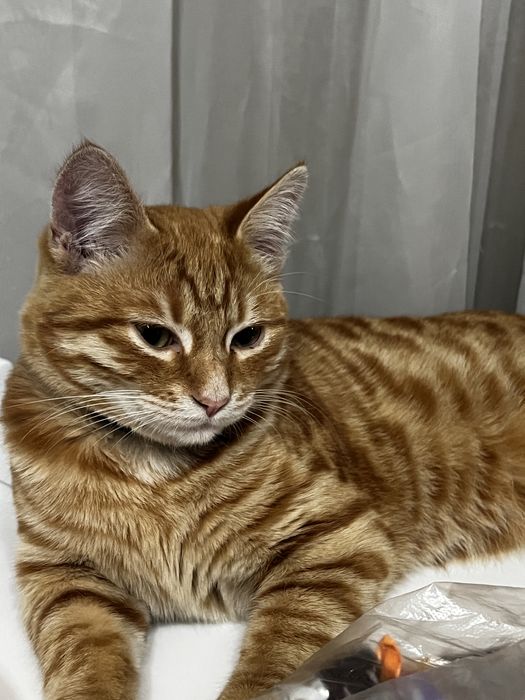 Пропал кот Малая станица