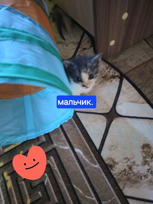 Отдам котёнка.  Мальчик.