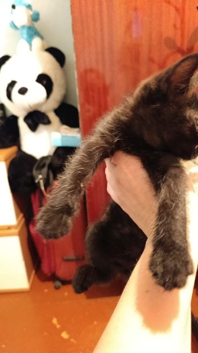 Котята ищут дом!