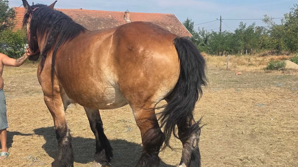 Iapa Ardenezá gestanta 15 ani si minz de 4 luni