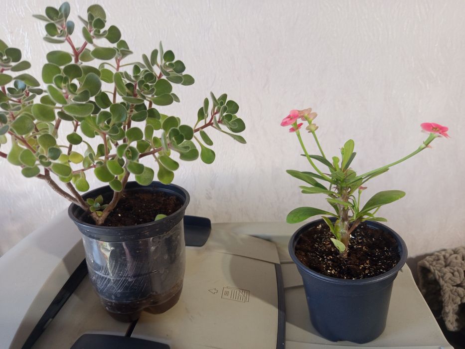 Продам комнатные растения