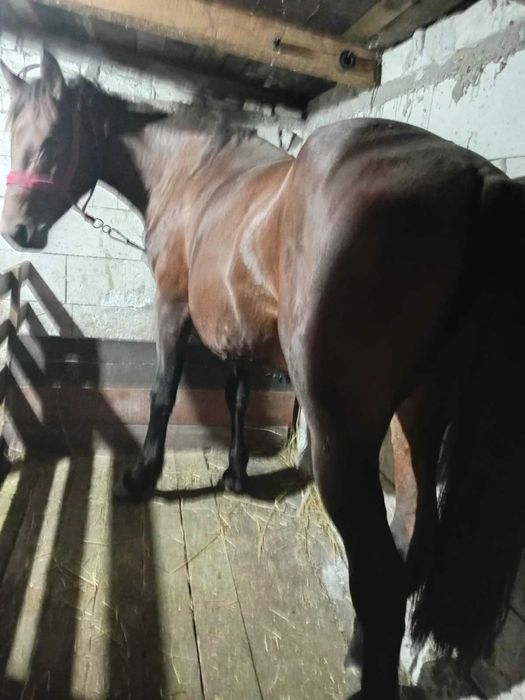 Cai animale cai manza