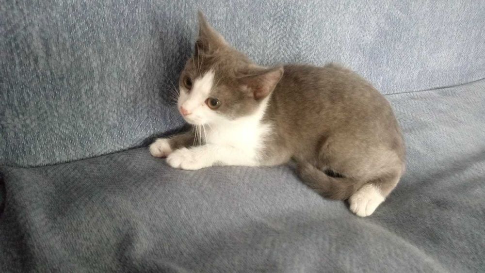 Отдам милого котенка даром