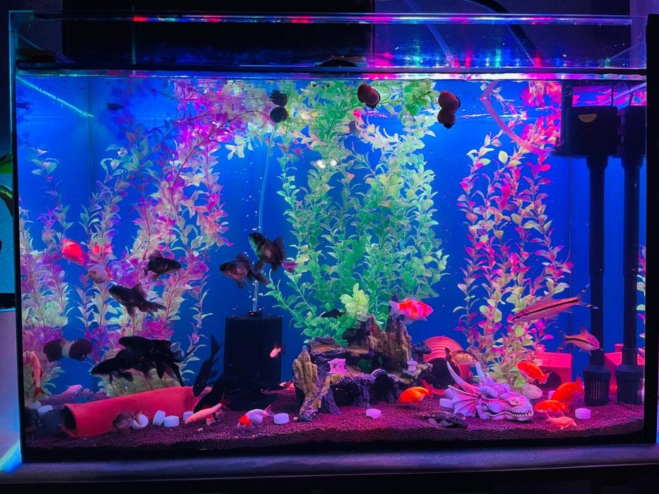 Аквариум балык рыба