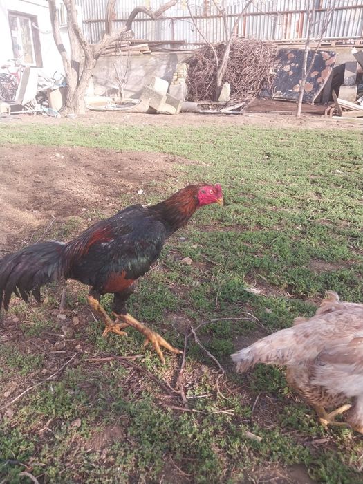 Срочно продам петух бойцовский