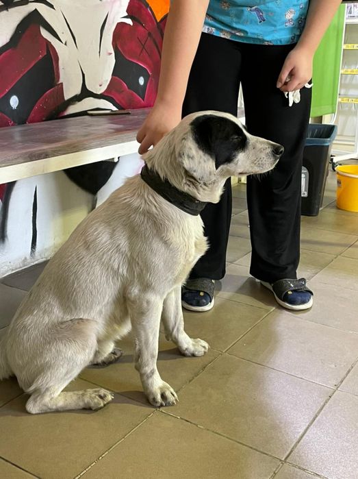 Собака ищет дом, кобель (мальчик)